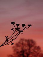 plant bush back light abendstimmung