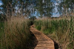 bridge over wetlands