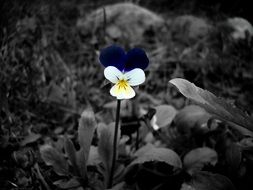 violet on black and white photo of plants