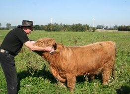 love of the shepherd and the scottish bull