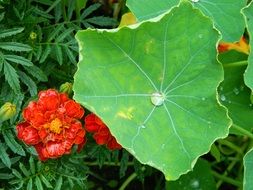 plants in the flowerbed