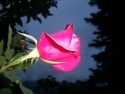 bright pink rose above water close-up