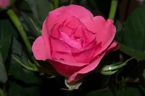 romantic pink flower