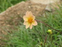 Open-centered Dahlia flower and bud