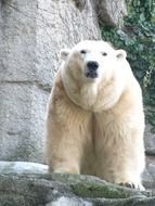 polar bear in the animal world