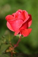 red rose in sunlight