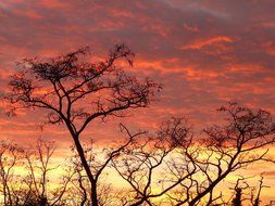 sky at sunset on a background of trees