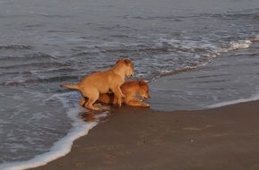 Brown puppies playing on the beach