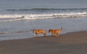 frolicking puppies on the beach in india