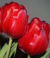 red shiny tulips