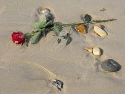 red rose on a sand