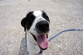 Face of a happy puppy