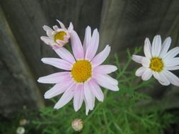 bush of white chamomile near the wooden fence