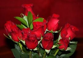 romantic bouquet of red roses on a red background