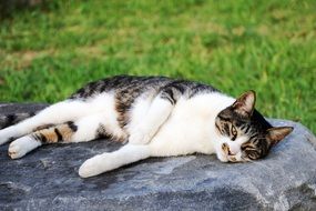 cat lying on the stone