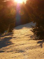 forest in winter