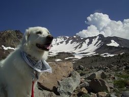 white dog in mountain landscape