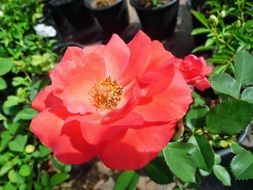 blooming pink flower in the garden