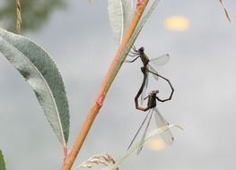 dragonflies on a plant