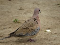 laughing dove