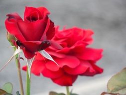 two red roses at blurred grey background