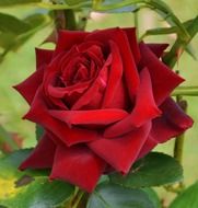red rose flower in a garden