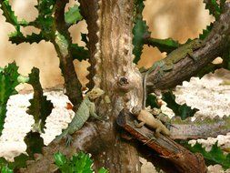 iguanas on a tree trunk