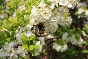 nice spring blossom