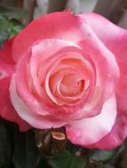 Rose is the flower of love
