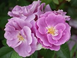 pale purple wild roses