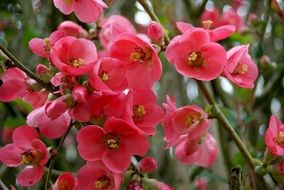 japan apple bush in bloom, Chaenomeles