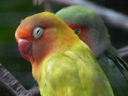 Cute lovebirds