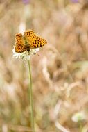 butterfly in a meadow in summer