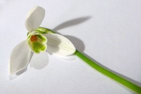 tender spring snowdrop