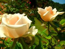 white roses in the garden