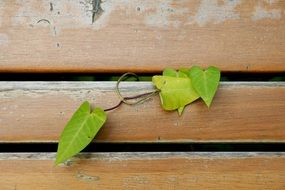 plant with heart form leaves on wooden plank