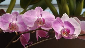 delicate orchids