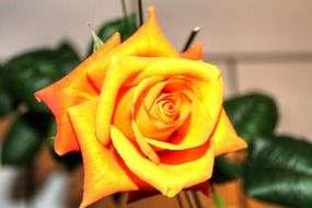 Picture of yellow roses