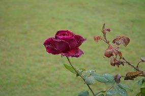 Red rose flower on green field