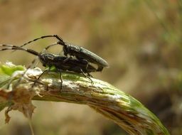 Couple of beetles