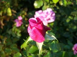 rosebud on green leaves background