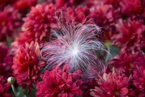 white fluffy seed on red chrysanthemum