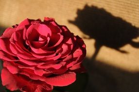 rose with shadow