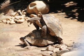 turtle act zoo reproduction africa