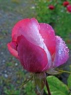 dew drops on a pink bud