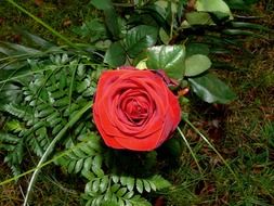 wondrous rose blossom