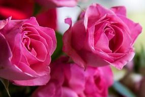 romance roses flowers