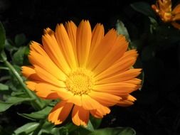 calendula, orange flower
