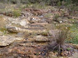 bush among stones