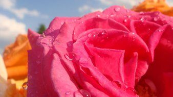 rose flower petal floral love